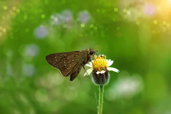 Kleiner Schmetterling und Blumengras im Garten. — Stockfoto