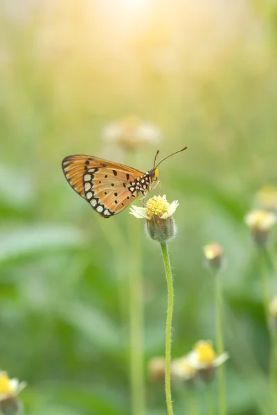 Tatlı turuncu kelebek — Stok fotoğraf