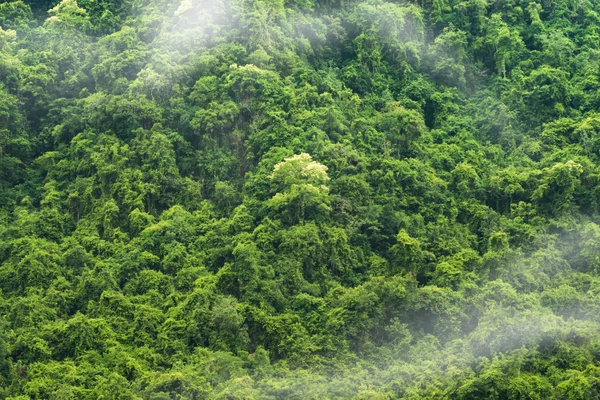 Green forest background — Stock Photo, Image