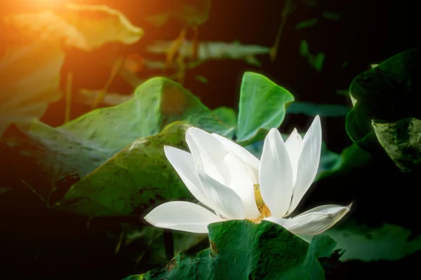 White Lotus flower — Stock Photo, Image
