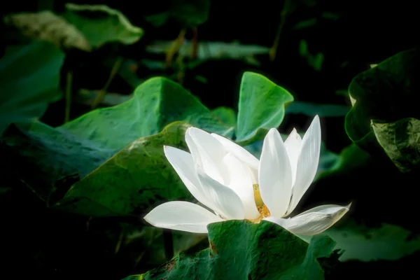 Цветок белого лотоса — стоковое фото