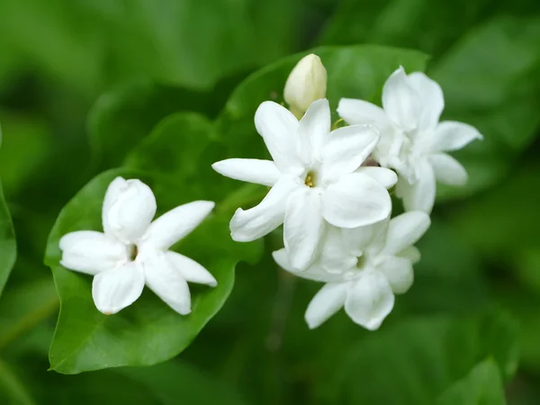 Jasmine flower in the garden. — Stock Photo, Image