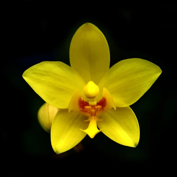 Flor de orquídea terrestre —  Fotos de Stock