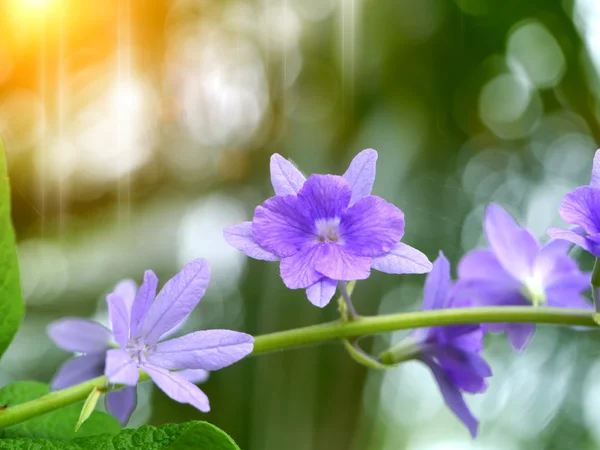 Petrea Flowers — Stock Photo, Image