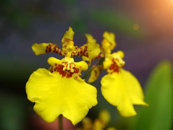 Żółta orchidea Oncidium Goldiana — Zdjęcie stockowe