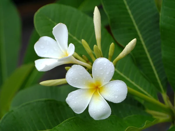 Beyaz frangipani çiçek yakın çekim. — Stok fotoğraf