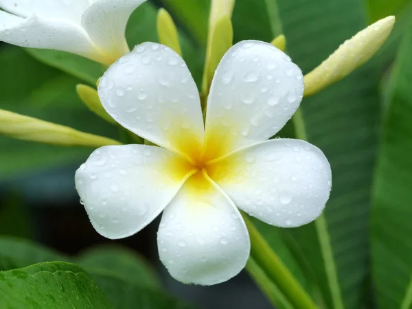 Närbild på vita frangipani blomma. — Stockfoto