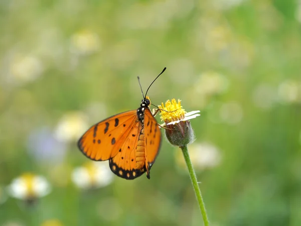 Closeup borboleta laranja — Fotografia de Stock