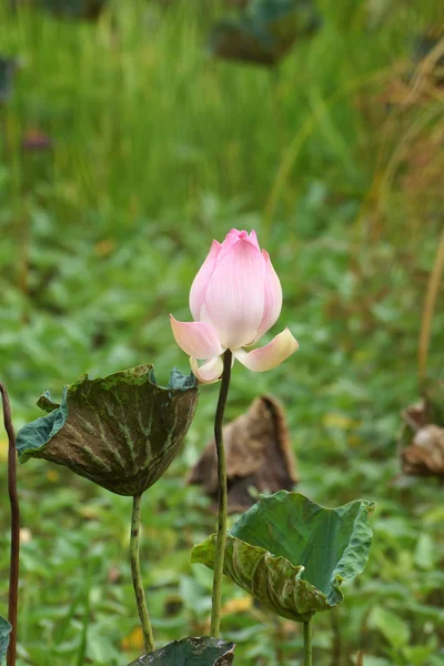 粉红莲花 — 图库照片