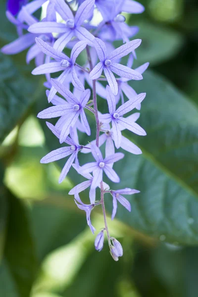 Petrea bloemen — Stockfoto