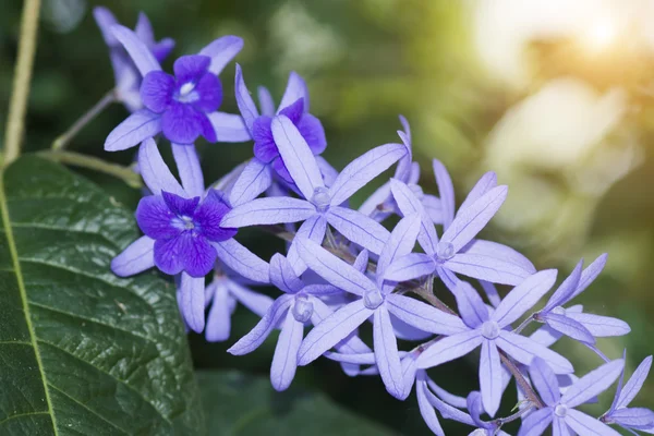 Petrea květiny — Stock fotografie