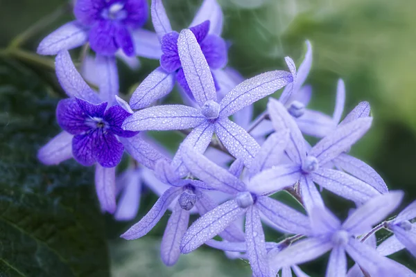 Petrea Flori — Fotografie, imagine de stoc