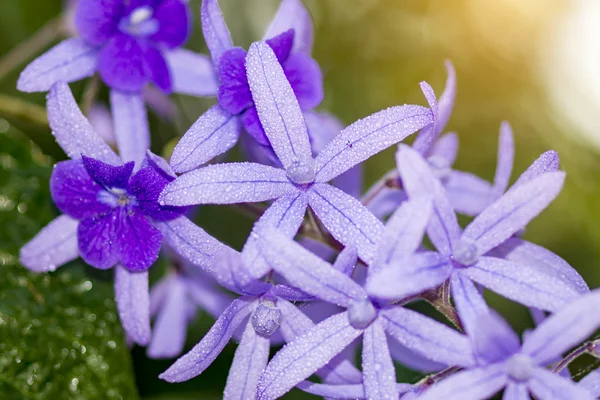 Petrea květiny a vodní kapky. — Stock fotografie