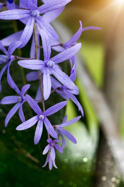 Petrea Flowers — Stock Photo, Image