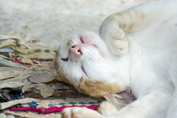 Gato estão dormindo no chão . — Fotografia de Stock