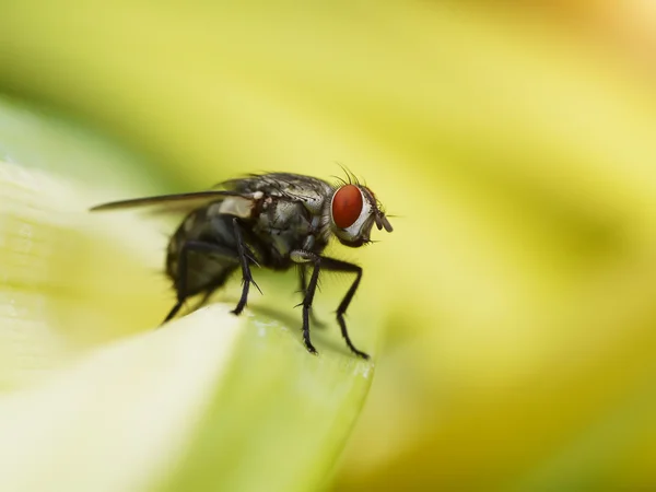 House Fly — Stockfoto