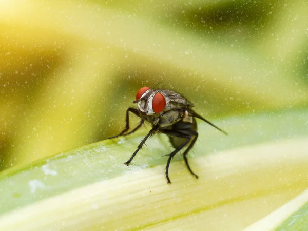 House Fly — Stockfoto