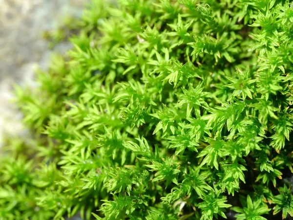 Macro of green moss. — Stock Photo, Image