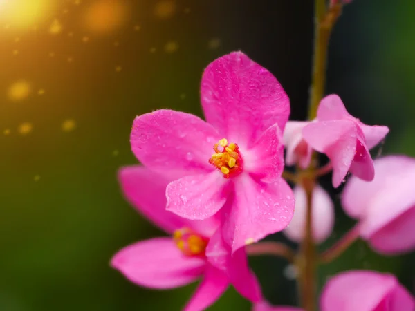 Rosa mexikanische Schlingpflanze — Stockfoto