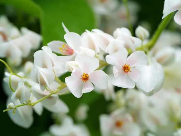 White Mexican Creeper — Stock Photo, Image