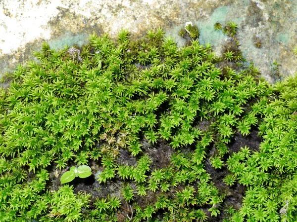 Macro de musgo verde . — Fotografia de Stock