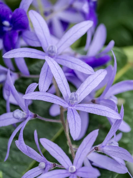 Petrea Flowers — Stock Photo, Image