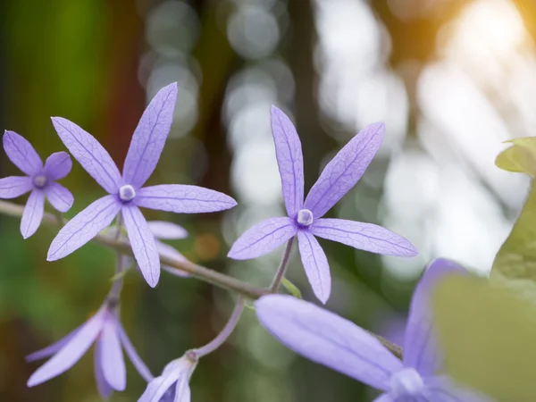 Petrea květiny — Stock fotografie