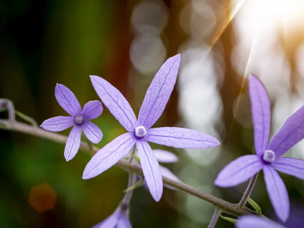 Petrea Flowers — Stock Photo, Image