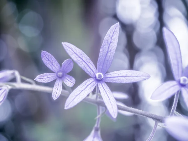 Petrea çiçek — Stok fotoğraf