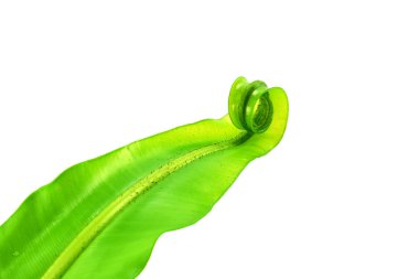 Eğreltiotu Yaprağı