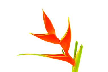 güzel heliconia çiçek çiçeklenme üzerinde beyaz izole.