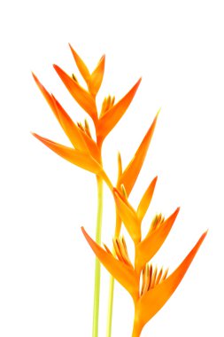 güzel heliconia çiçek çiçeklenme üzerinde beyaz izole.