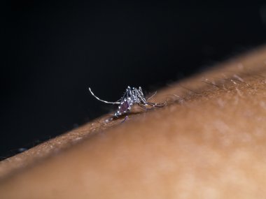 Kan emme sivrisinek.