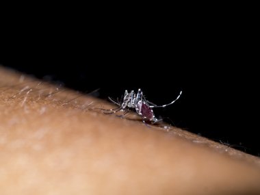 Kan emme sivrisinek.