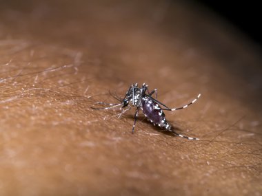 Kan emme sivrisinek.