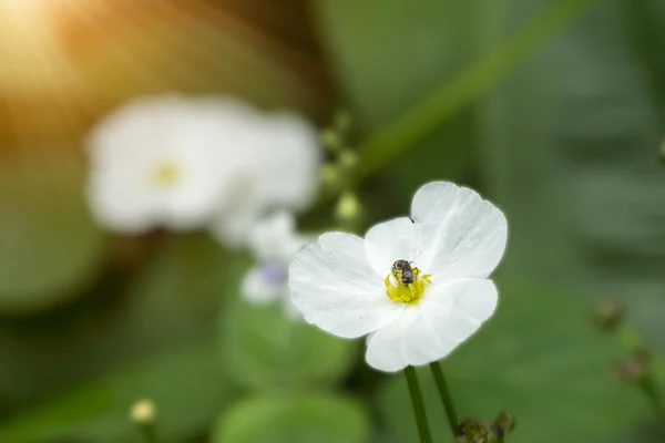 Pfeilkopf ame son — Stockfoto