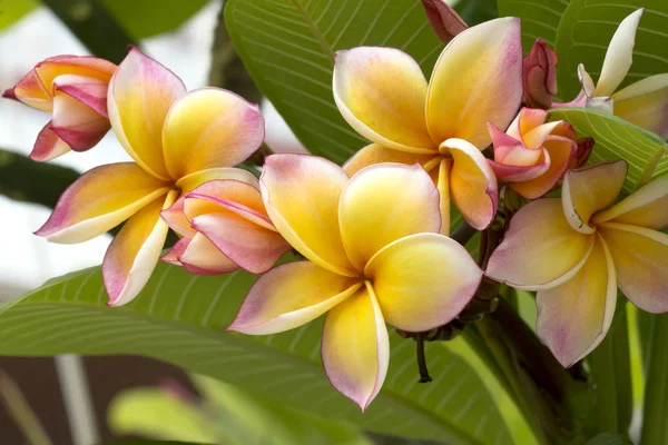 Frangipani-Blüte — Stockfoto