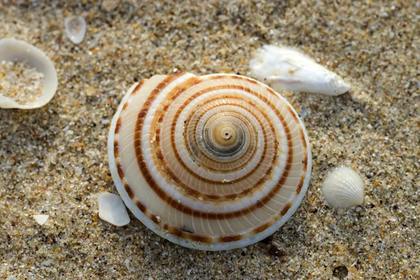 Kumdaki deniz kabukları. — Stok fotoğraf