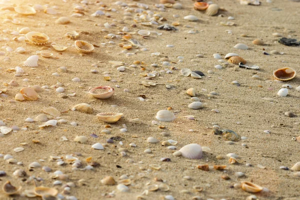 Θαλασσινό κοχύλι σε μια παραλία το καλοκαίρι με το φως του ήλιου. — Φωτογραφία Αρχείου