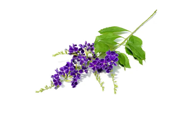 Cor violeta de Duranta erecta L. Verbenaceae — Fotografia de Stock