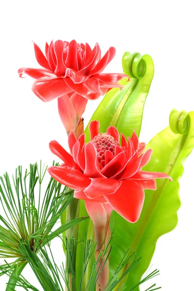 Bellissimo fiore di zenzero rosso tropicale — Foto Stock