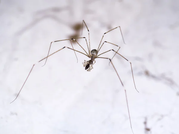 House spider legs are killing the victim. — Stock Photo, Image