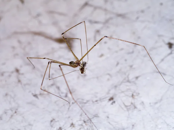 As pernas de aranha estão a matar a vítima. . — Fotografia de Stock