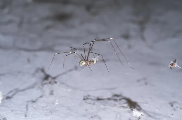 House spider legs are killing the victim. — Stock Photo, Image