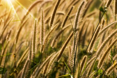 Çiçek otu güneş ışığına çarpar.