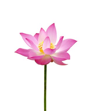 güzel, lotus