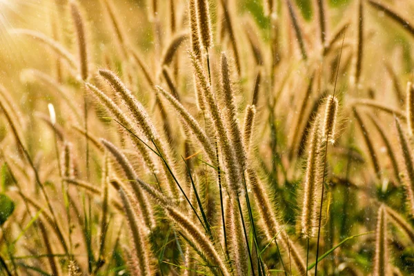 Flower grass impact sunlight. — Stock Photo, Image