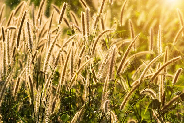 Fleur herbe impact lumière du soleil. — Photo