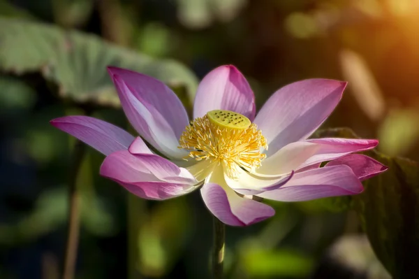 Bellissimo fiore di loto in fiore — Foto Stock