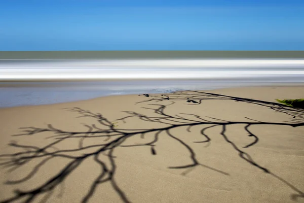 影子在僻静的海滩上的枯树. — 图库照片